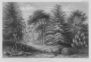 Pine Trees (farvet gravering)