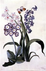 Halvdobbelte hvide og blå hyacinter med hybride auricula og en orangetoppet sommerfugl af J. Battie