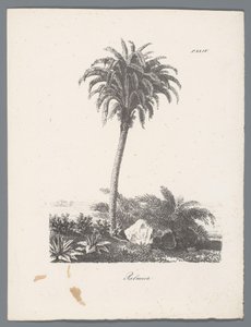 Palme træ Palmier (titel på objekt) Studier af træer (serietitel) Etudes d