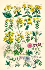 Side med farveillustrationer fra British Wild Flowers efter et værk af J. E. Sowerby og C. P. Johnson