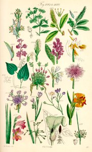 Side med farveillustrationer fra British Wild Flowers efter et værk af J. E. Sowerby og C. P. Johnson