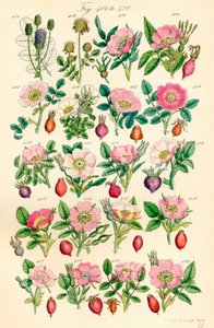 Side med farveillustrationer fra British Wild Flowers efter et værk af J. E. Sowerby og C. P. Johnson