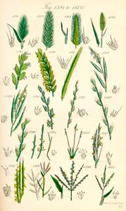 Side med farveillustrationer fra British Wild Flowers efter et værk af J. E. Sowerby og C. P. Johnson