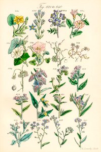 Side med farveillustrationer fra British Wild Flowers efter et værk af J. E. Sowerby og C. P. Johnson