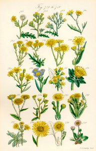 Side med farveillustrationer fra British Wild Flowers efter et værk af J. E. Sowerby og C. P. Johnson