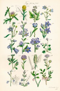 Side med farveillustrationer fra British Wild Flowers efter et værk af J. E. Sowerby og C. P. Johnson