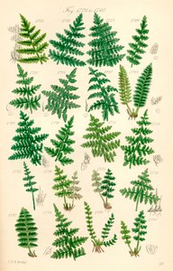 Side med farveillustrationer fra British Wild Flowers efter et værk af J. E. Sowerby og C. P. Johnson