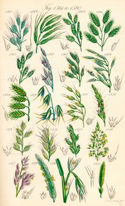 Side med farveillustrationer fra British Wild Flowers efter et værk af J. E. Sowerby og C. P. Johnson