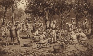 Brydende kakaobælge i Trinidad (litho) af J. Macfarlane