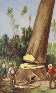 Fældning af kauri fyr (farve litho) af J. Macfarlane