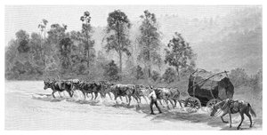 Cedertræ ved Richmond River, New South Wales, Australien, 1886.