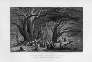 Gamle cedertræer i Libanons skov, 1841