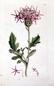 Great Knapweed, fra et bind af "English Botany" pub. 1790-1814 (håndfarvet gravering) af J. and Smith J.E. Sowerby
