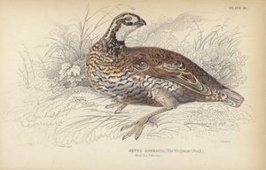 Virginian-vagtlen