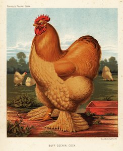 Buff cochin pik af J. W. (after) Ludlow
