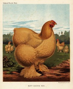 Buff cochin høne af J. W. (after) Ludlow