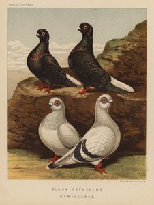Duer: Sorte Kapuciner; Damascener (farve litho) af J. W. (after) Ludlow