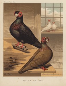 Duer: Sorte og Dun Modhager (farve litho) af J. W. (after) Ludlow