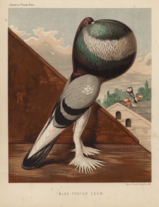 Duer: Blue Pouter Cock (farve litho) af J. W. (after) Ludlow