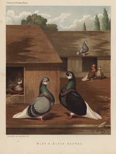 Duer: Blå og sorte skæg (farve litho) af J. W. (after) Ludlow