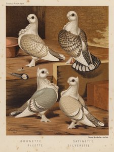 Duer: Brunette; satinette; Bluette; Silverette (farve litho) af J. W. (after) Ludlow