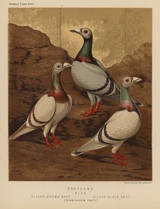 Duer: Dragoons, Blå, Sølv, Brown Bar, Sølv, Black Bar, Birmingham Fancy (farve litho) af J. W. (after) Ludlow