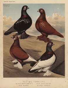 Duer: Flyvende tumblere, sort rosenvinge, rød rosenvinge, rødt emblem, sort sadel (farve litho) af J. W. (after) Ludlow