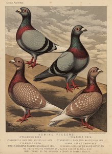 Pigeons: Homing Pigeons (farve litho) af J. W. (after) Ludlow