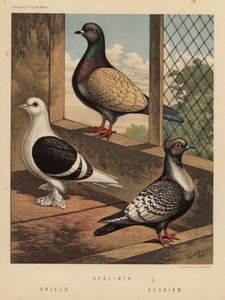 Duer: Hyacint; Skjold; Suabian (farve litho) af J. W. (after) Ludlow