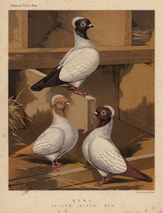 Duer: Nonner, gul, sort, rød (farve litho)