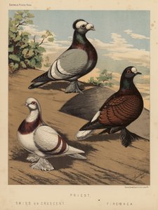 Duer: Præst; schweizisk eller halvmåne; Fire-Back (farve litho) af J. W. (after) Ludlow