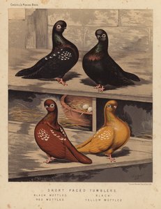 Duer: Tumbler med kort ansigt, sortbroget, sort, rødbroget, gulbroget (farve litho) af J. W. (after) Ludlow