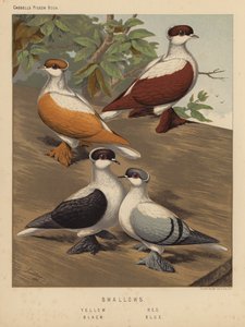 Duer: Svaler, gul, rød, sort, blå (farve litho)