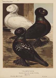 Duer: trompetister, russisk eller ny type, hvid, sortbroget, sort (farve litho)