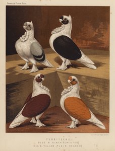 Duer: Turbiteens, blå og sorte, cremede, røde og gule, almindelige hoveder (farve litho) af J. W. (after) Ludlow