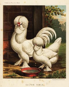 Sultanhøns, Gallus tamhane af J. W. (after) Ludlow