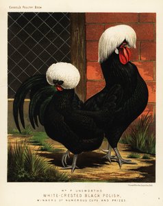Hvidkagede sorte polske kyllinger