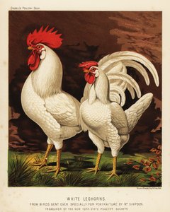 Hvide leghorn eller Livorno hane og høne