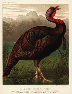 Vild amerikansk kalkunhane, Meleagris gallopavo af J. W. (after) Ludlow