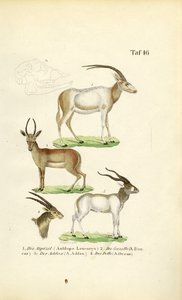 Afrikanske antilopearter af J. W. Tenhaeff