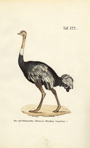 Afrikansk struds af J. W. Tenhaeff