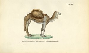 Arabisk kamel eller dromedar af J. W. Tenhaeff