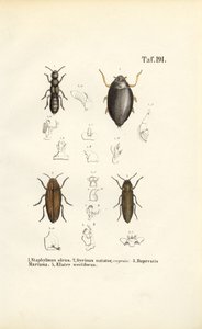 Bille-anatomi af J. W. Tenhaeff