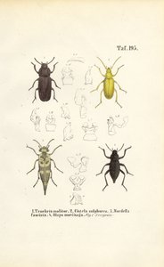 Biller af den mørke billefamilie af J. W. Tenhaeff