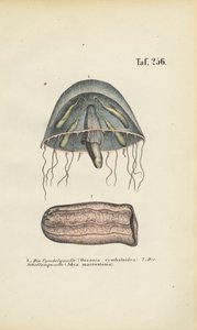 Klokkevandmænd og tøndevandmænd af J. W. Tenhaeff