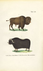 Bison og moskusokse af J. W. Tenhaeff