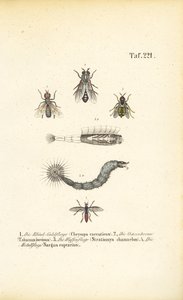 Bidende og blodsugende fluer af J. W. Tenhaeff