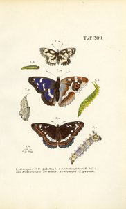 Sommerfugle med larver og metamorfose-stadier af J. W. Tenhaeff