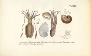 Blæksprutter: Blæksprutte, papirnål og kammernål af J. W. Tenhaeff