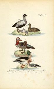 Ederfugl, mandarinand og almindelig ryle af J. W. Tenhaeff